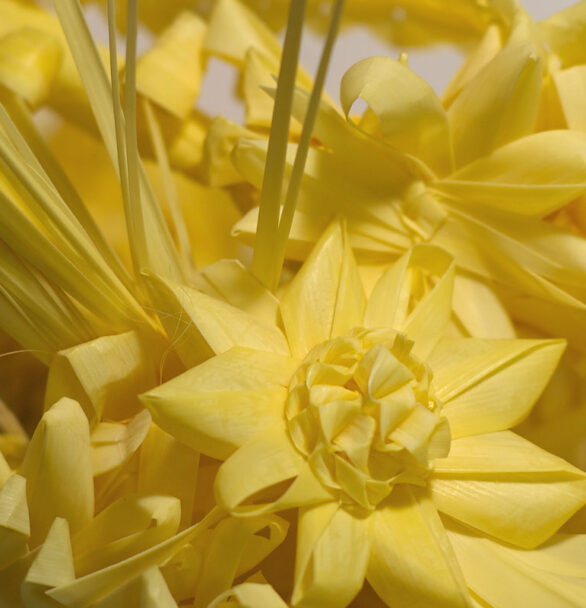 Palmas blancas de Semana Santa
